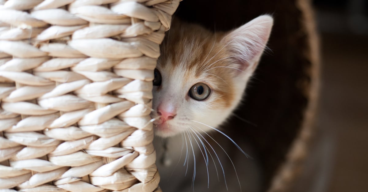 Meilleur Panier Pour Chat Meilleur Panier Pour Chat