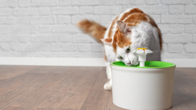 Photo : Meilleure fontaine à eau pour chat