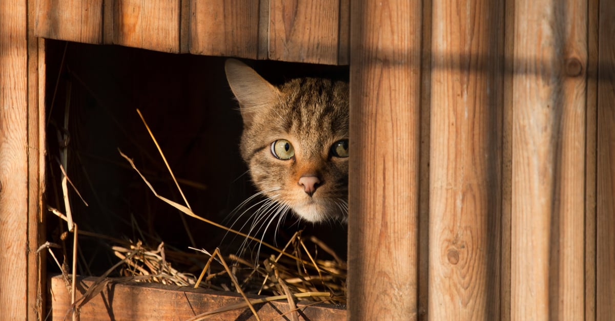 Meilleure Niche Pour Chat Meilleure Niche Pour Chat