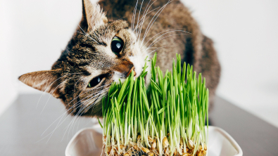Photo : Meilleure herbe à chat