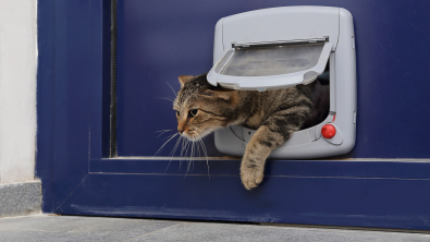 Photo : Meilleure chatière pour chat