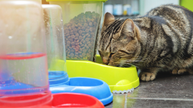 Photo : Meilleur distributeur de croquettes pour chat