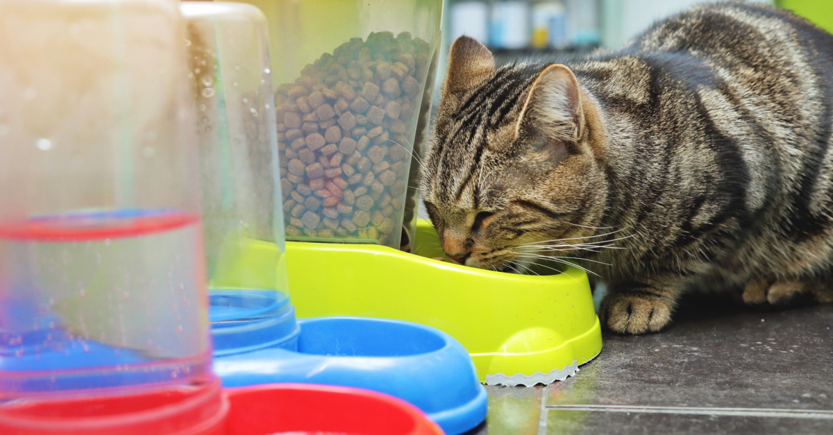 Distributeurs de croquette chat : Meilleurs Choix