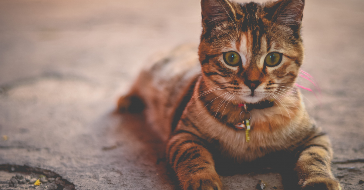 Meilleur Collier Pour Chat