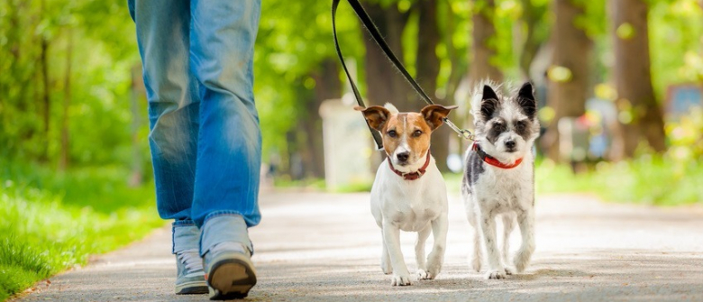 Illustration : "Apprendre son chien à se promener en laisse"