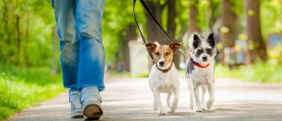 Illustration : "Apprendre son chien à se promener en laisse"