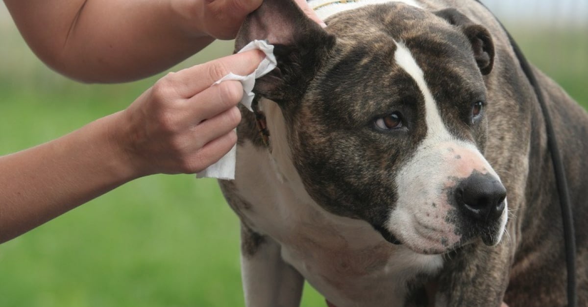 Nos conseils pour bien nettoyer les oreilles de son chien