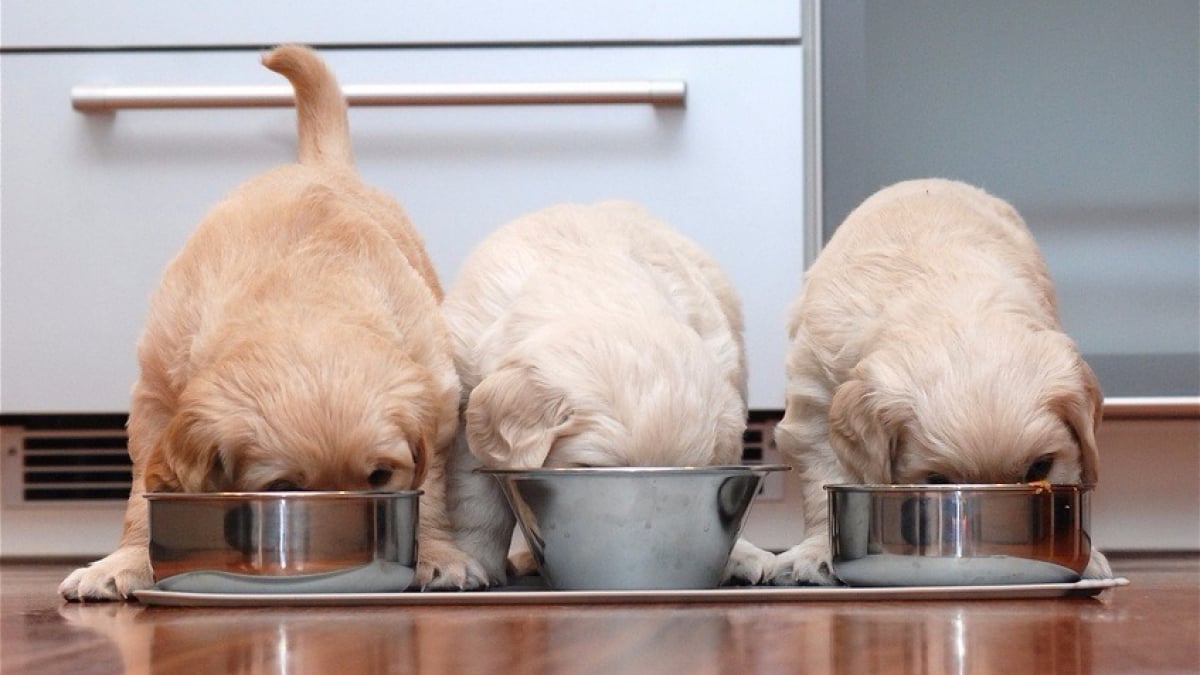 Illustration : "L'alimentation d'un chiot"