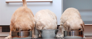 Illustration : "L'alimentation d'un chiot"