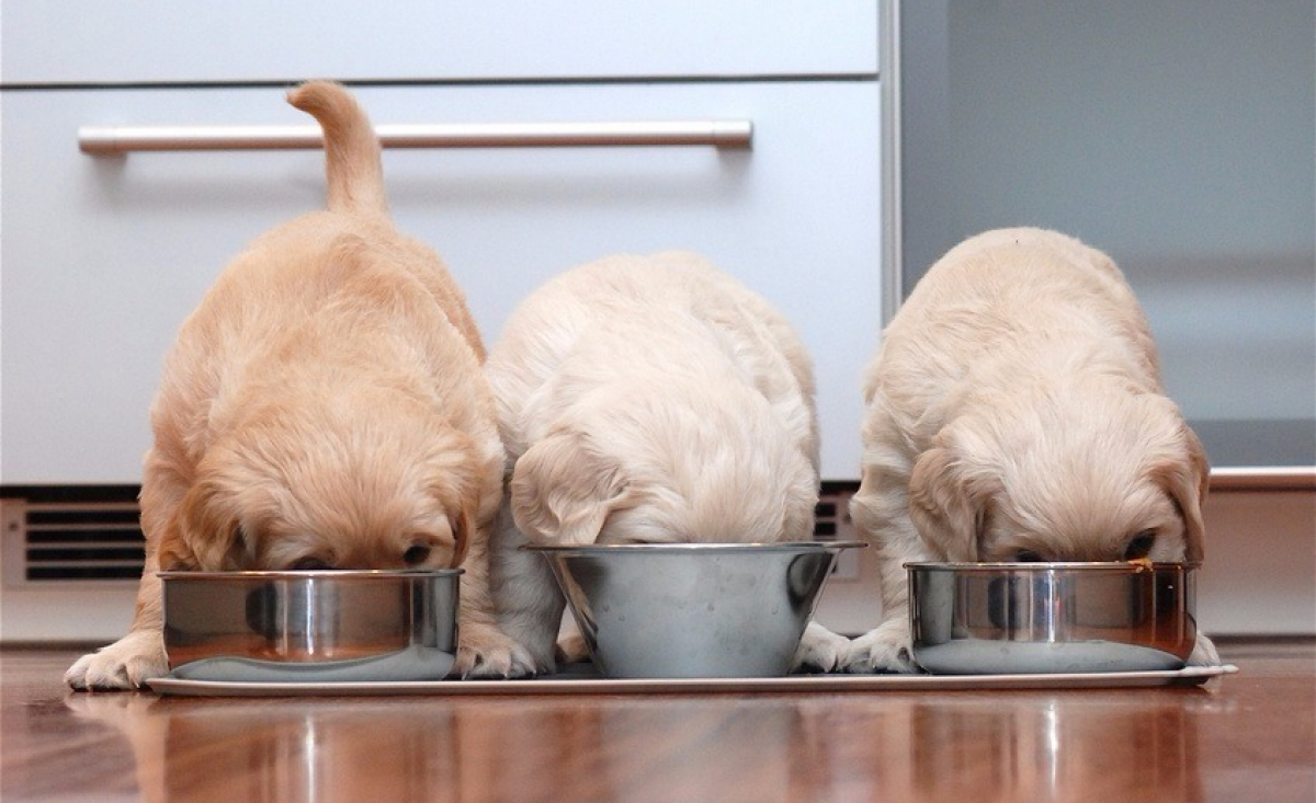 Illustration : "L'alimentation d'un chiot"