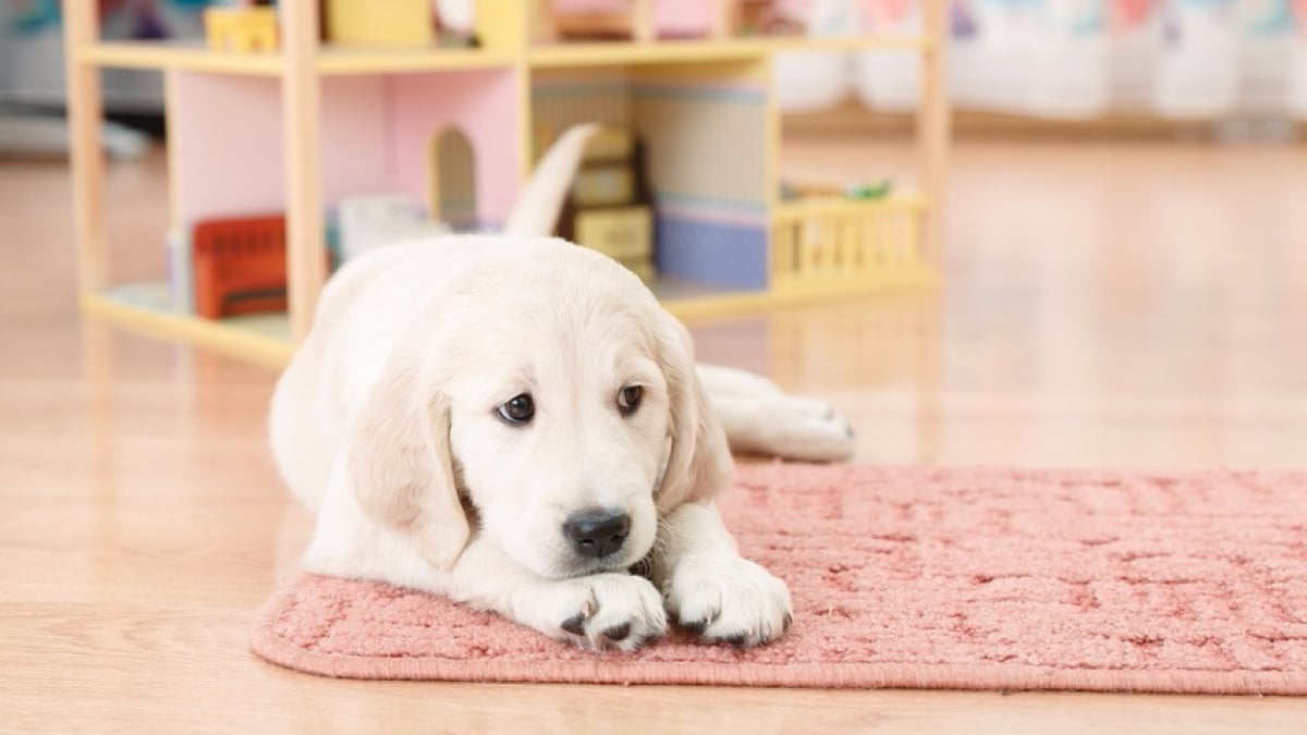 Illustration : "Apprendre la propreté à un chiot"