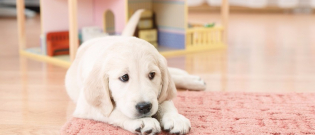 Illustration : "Apprendre la propreté à un chiot"