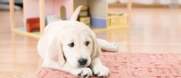Illustration : "Apprendre la propreté à un chiot"