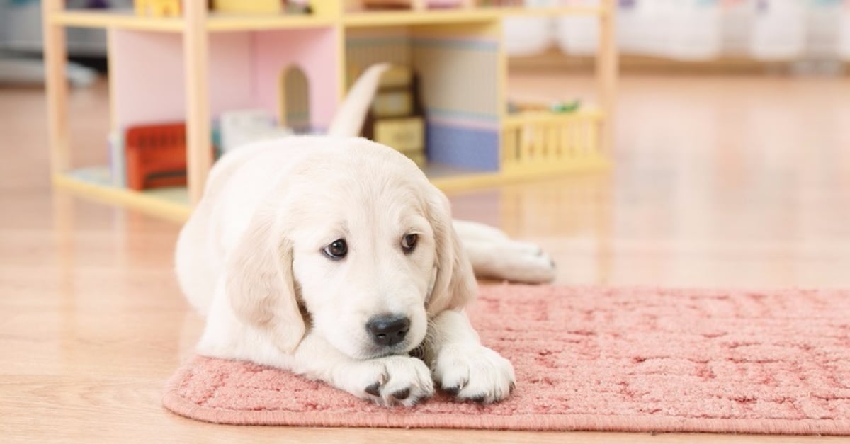 Apprendre la propreté à un chiot : méthode et erreurs à éviter