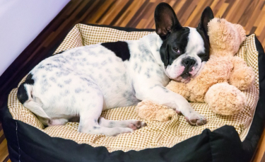 Illustration : "Choisir un chien d'appartement"