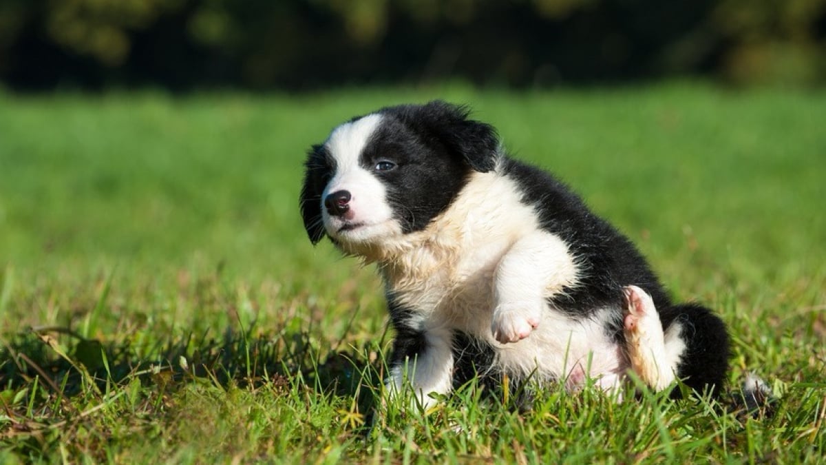 23 races de chien de taille moyenne (parfaits pour vous!)