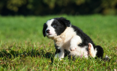 Illustration : "Choisir un petit chien"