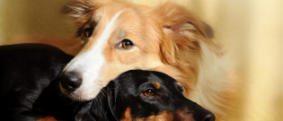 Illustration : "Le sexe et l'accouplement chez le chien"