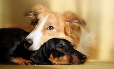 Illustration : "Le sexe et l'accouplement chez le chien"