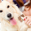 Illustration : Le traitement des puces chez le chien