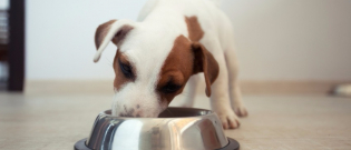 Illustration : "La perte d'appétit du chien"