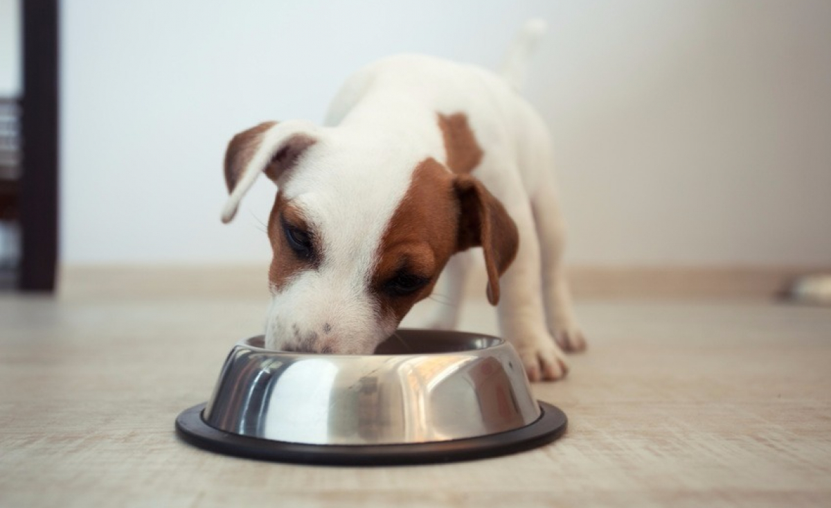 Illustration : "La perte d'appétit du chien"