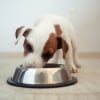Illustration : La perte d'app&eacute;tit du chien