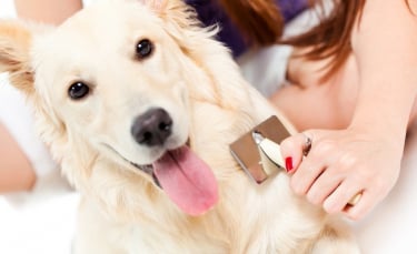 Illustration : "Les problèmes de poils chez le chien"