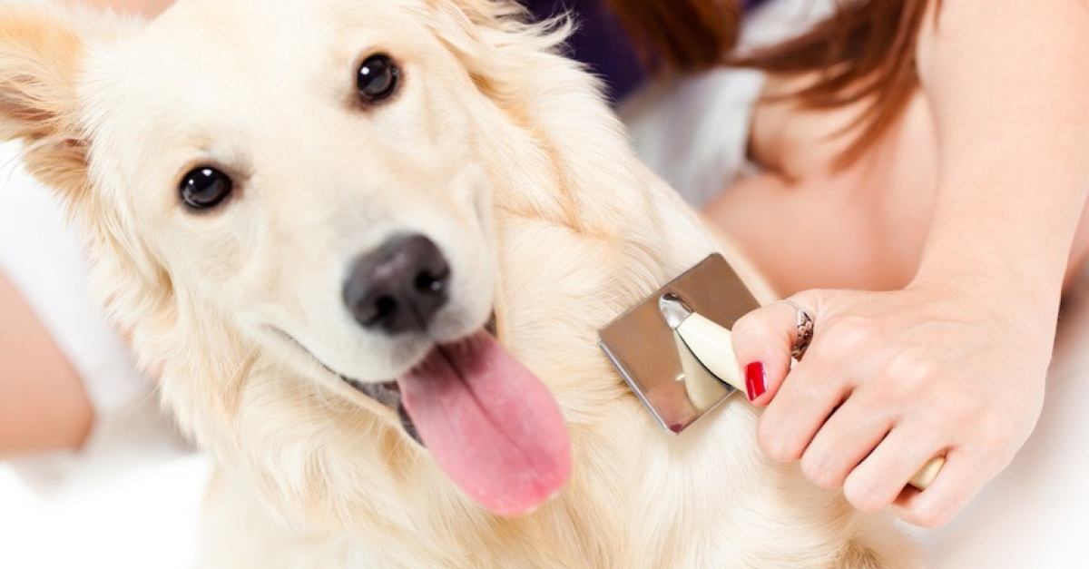 La perte de poils chez le chien : les différentes causes et solutions