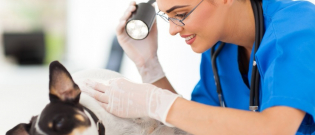 Illustration : "Les principaux soins d'urgence en cas d'accident d'un chien"