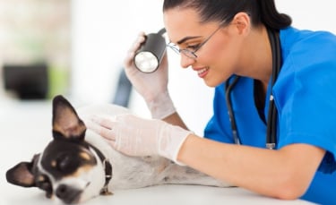 Illustration : "Les principaux soins d'urgence en cas d'accident d'un chien"