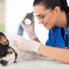 Illustration : Les principaux soins d'urgence en cas d'accident d'un chien