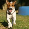 Illustration : Apprendre le rappel &agrave; son chien