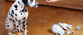 Illustration : "Maîtriser un chien destructeur"