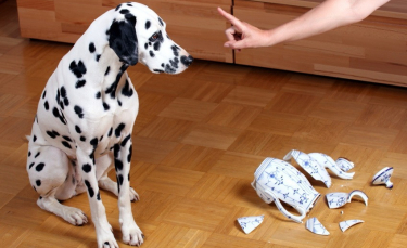 Illustration : "Maîtriser un chien destructeur"