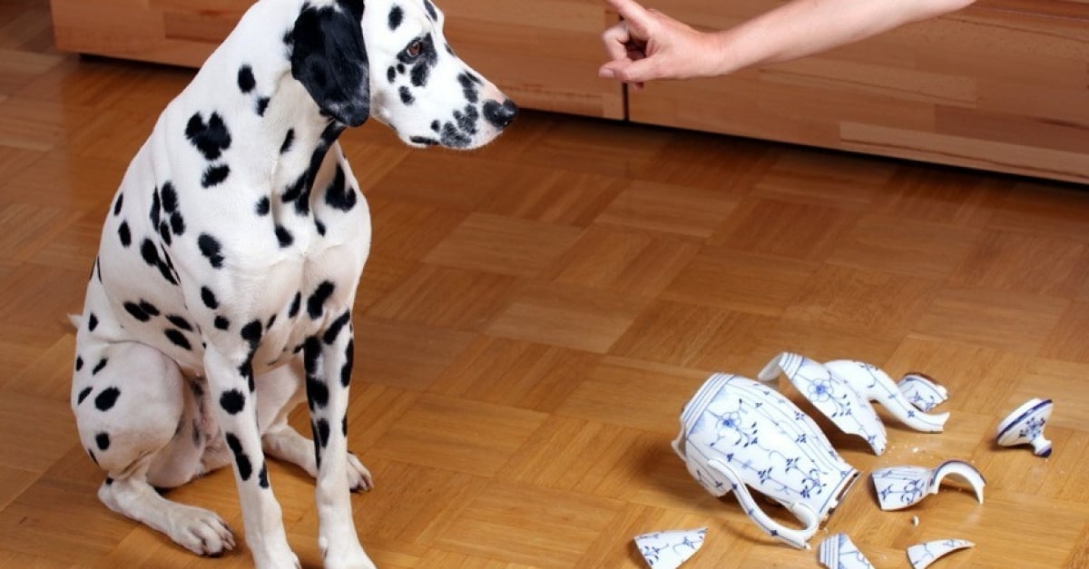 Femme Se Fait Sauter Par Son Chien Chien Nouvelles