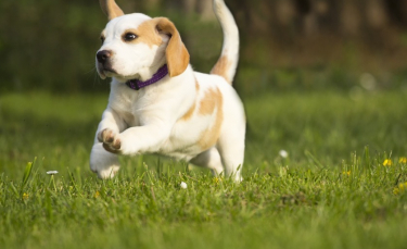 Illustration : "Pourquoi mon chien fugue-t-il ?"