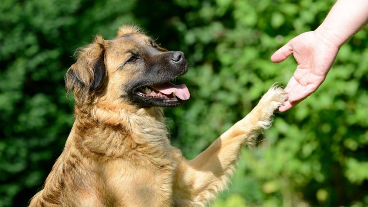 Illustration : "Le stress chez le chien"