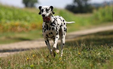 Illustration : "Les plantes dangereuses pour le chien"