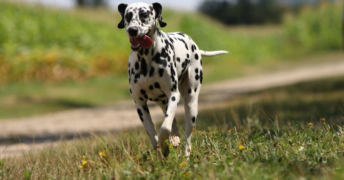 Les Plantes Toxiques Pour Le Chien La Liste à Connaître