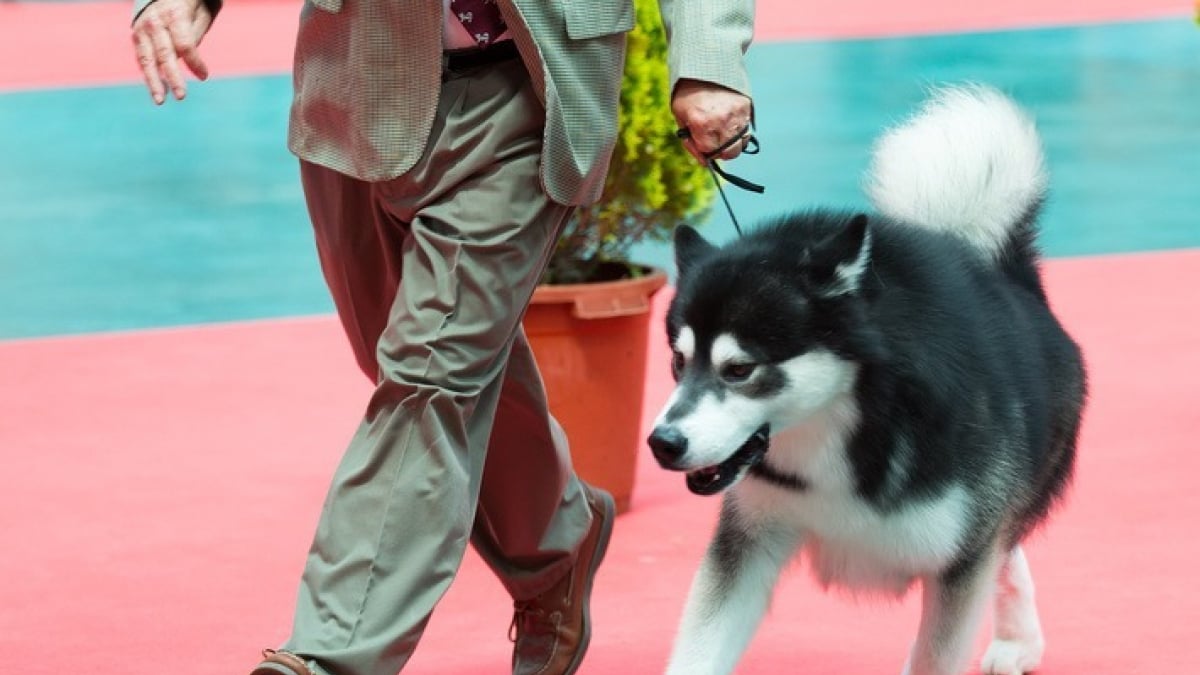 Illustration : "Inscrire son chien à un concours de beauté"