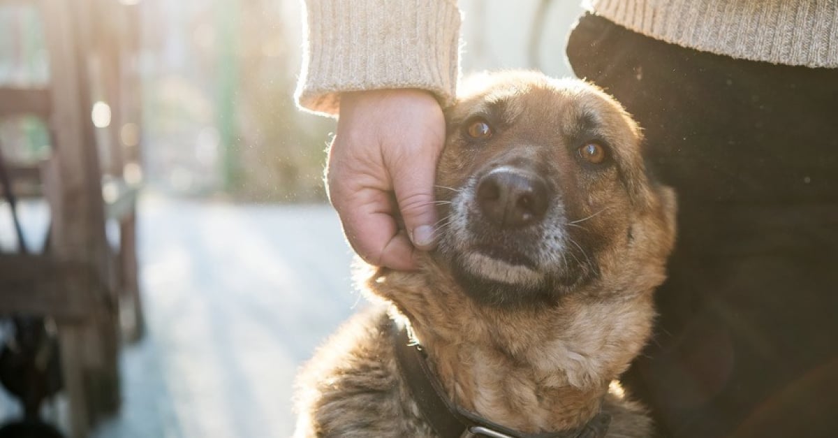 Comment le chien est devenu une personne