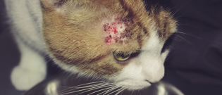 Illustration : "Combattre les poux chez le chat"
