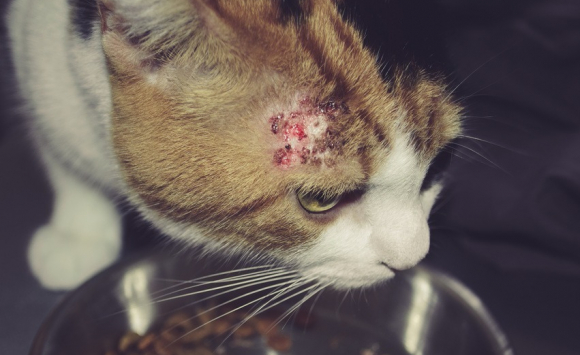 Combattre Les Poux Chez Le Chat Comment S En Debarrasser