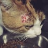 Illustration : Combattre les poux chez le chat