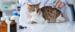 Illustration : "Vacciner son chaton"