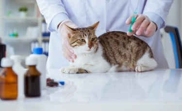 Illustration : "Vacciner son chaton"