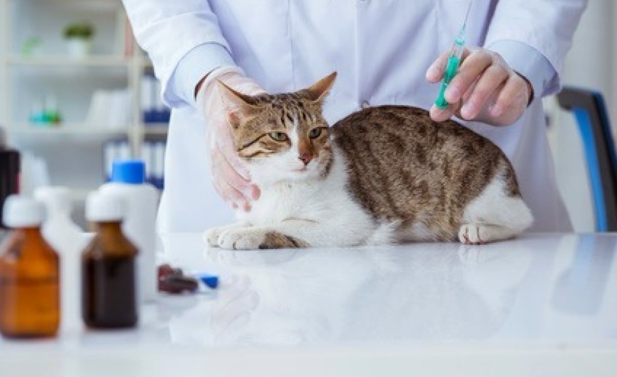 Illustration : "Vacciner son chaton"