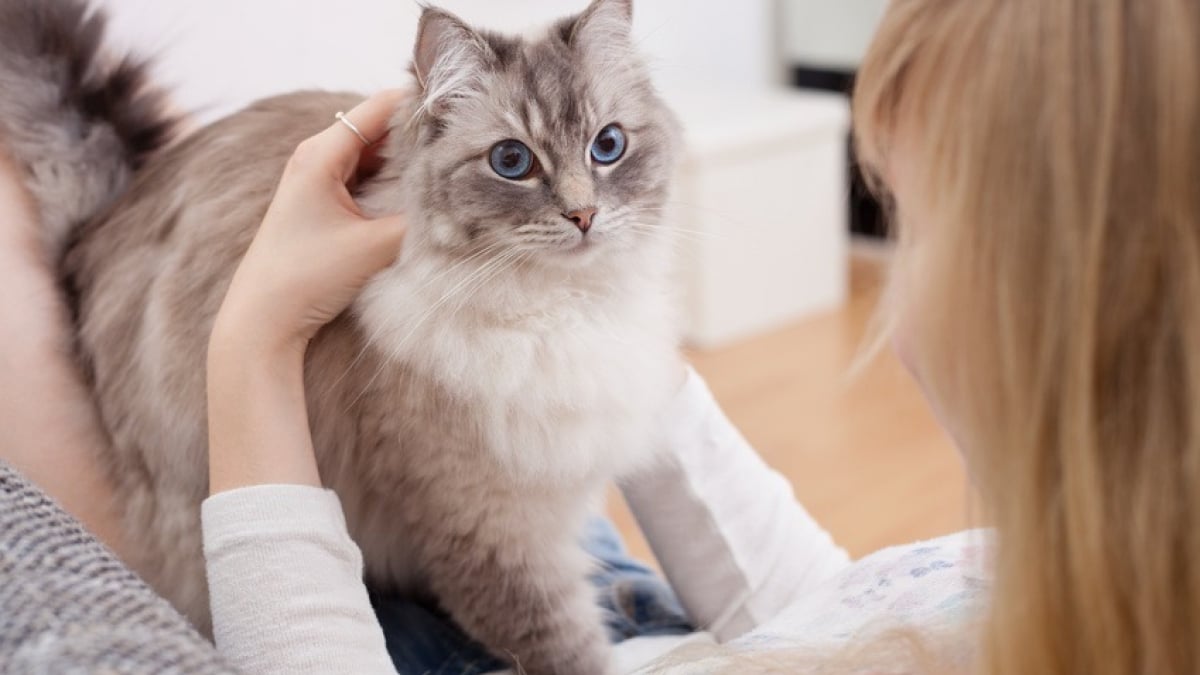 Pourquoi les chats adorent nos pieds