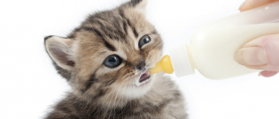Illustration : "Mon chat tète comme un bébé"